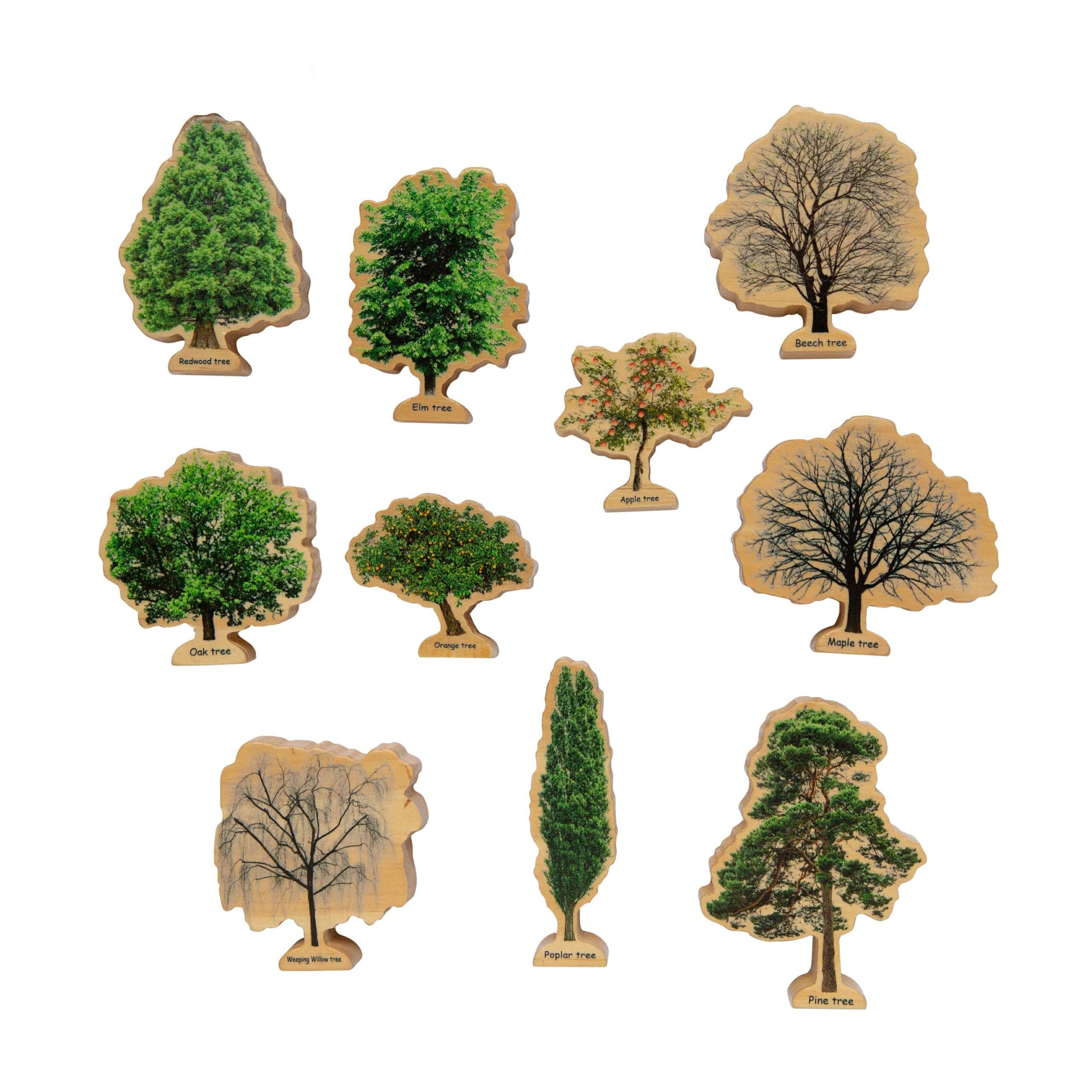 The Freckled Frog Seasons Trees