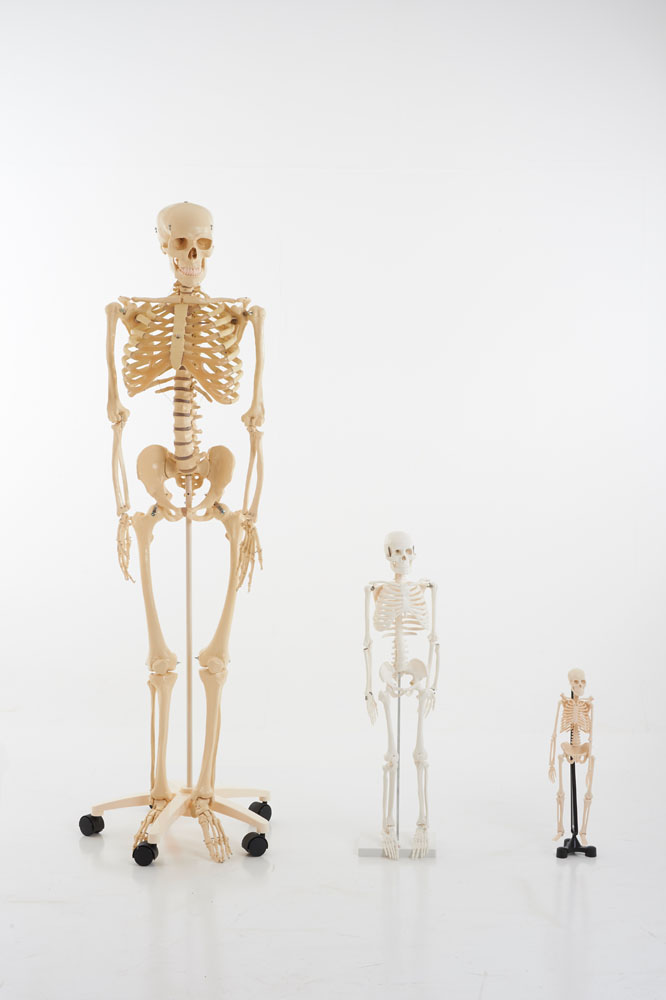 EDU-QI Mini Skeleton 46Cm