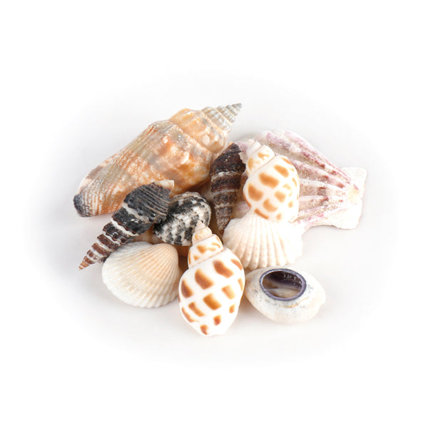 Shells In Organza Bag