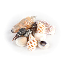 Shells In Organza Bag