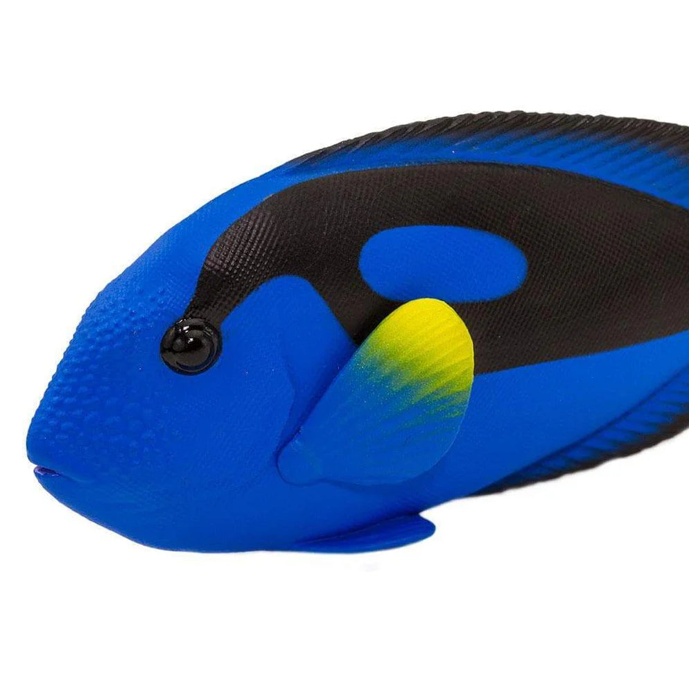 Safari Blue Tang