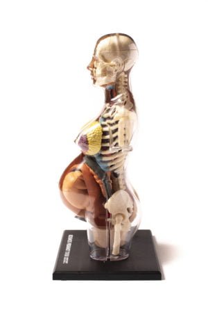 Thames & Kosmos Human Body Pregnancy Anatomy Model