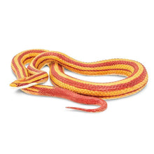 Safari Corn Snake