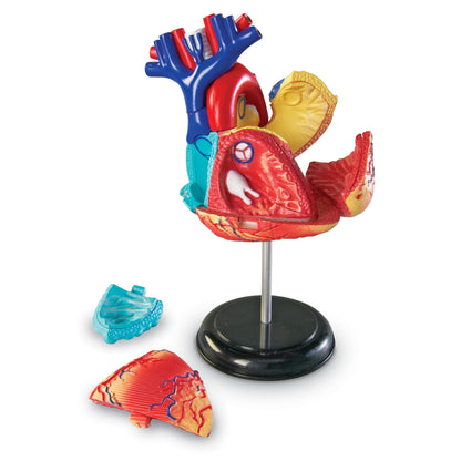 Learning Resources Heart Anatomy Model