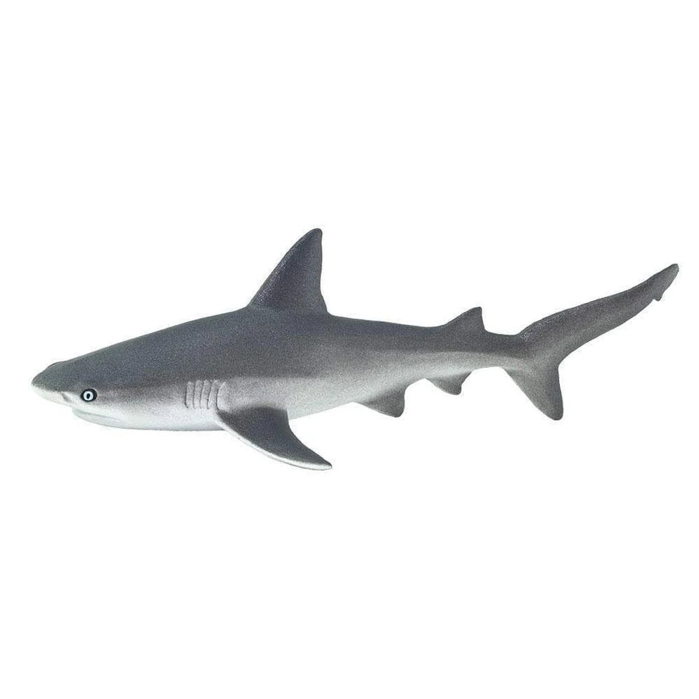 Safari Gray Reef Shark