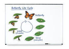 Learning Resources Giant Magnetic Butterfly Life Cycle
