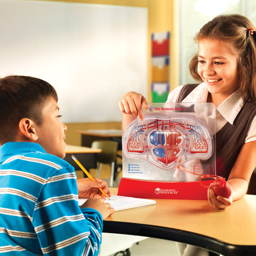Learning Resources Pumping Heart Model