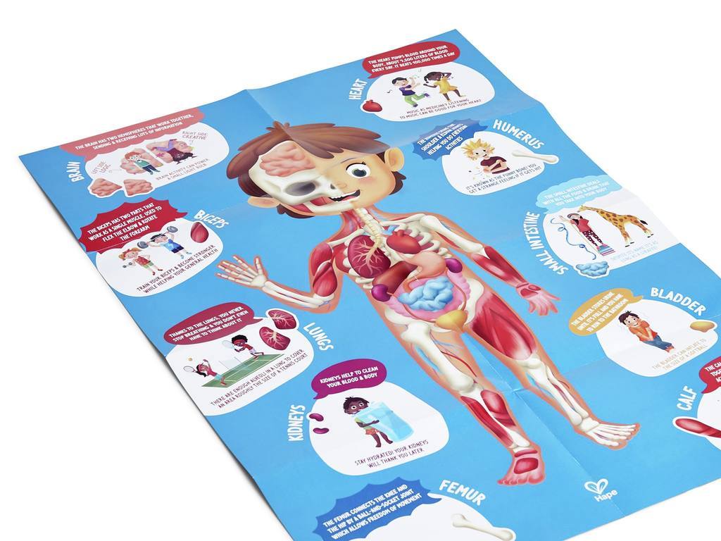 Hape Human Body Puzzle