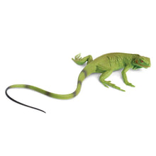 Safari Iguana Baby