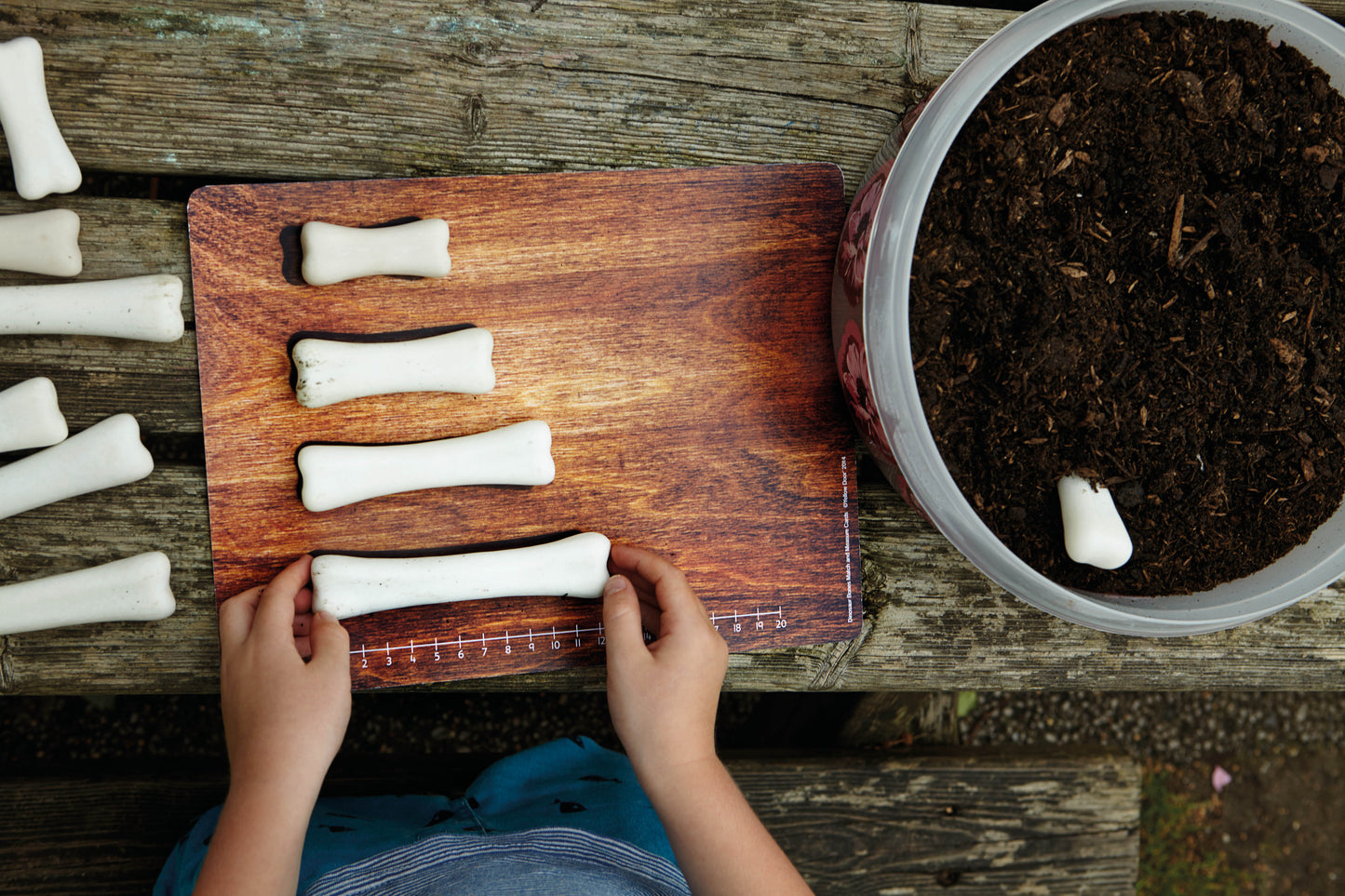 Yellow Door Dinosaur Bones Match and Measure Activity Cards