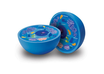 Learning Resources Cross-Section Animal Cell Model