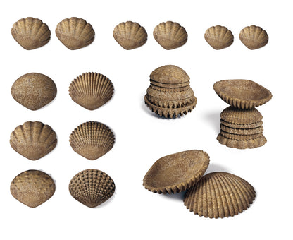 Edx Education Eco Friendly Tactile Shells