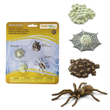 Safari Life Cycle of a Spider (4 Pieces)