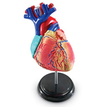 Learning Resources Heart Anatomy Model
