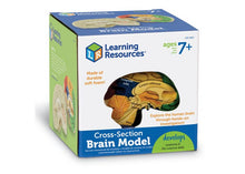 Learning Resources Cross-Section Human Brain Model