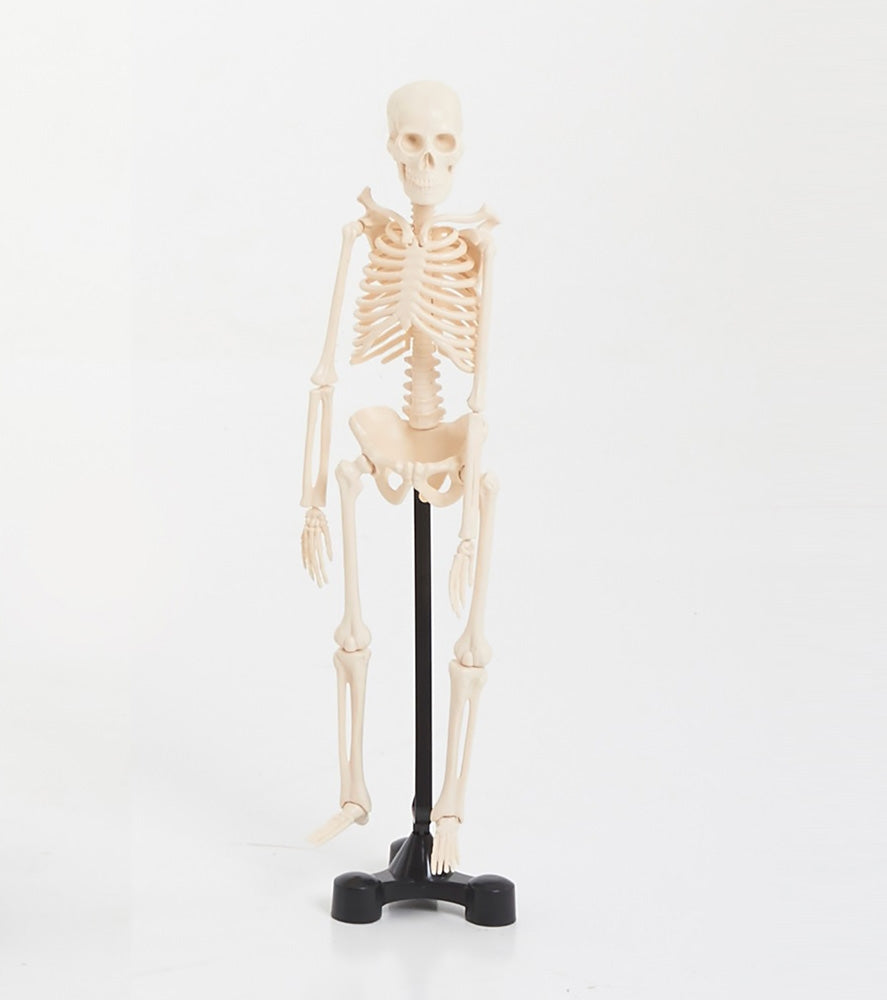 EDU-QI Mini Skeleton 46Cm