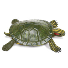 Safari Red-Eared Slider Turtle