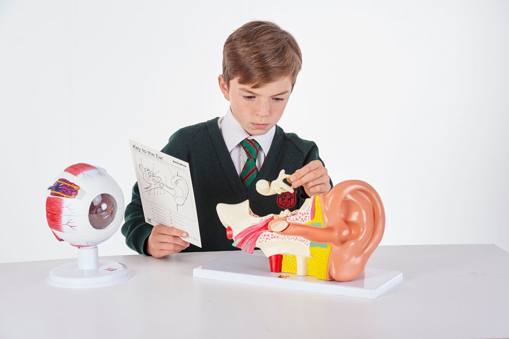 TickiT Human Ear