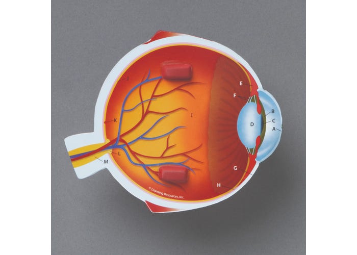 Learning Resources Cross-Section Eye Model