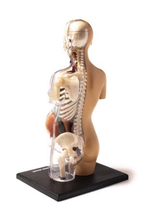 Thames & Kosmos Human Body Pregnancy Anatomy Model