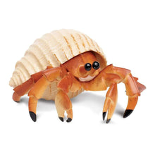 Safari Hermit Crab