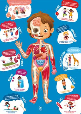 Hape Human Body Puzzle
