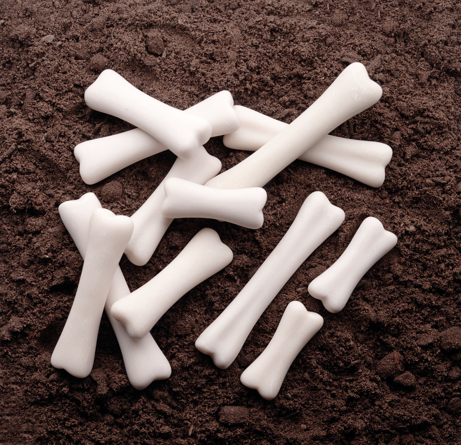 Yellow Door Dinosaur Bones Discovery Set