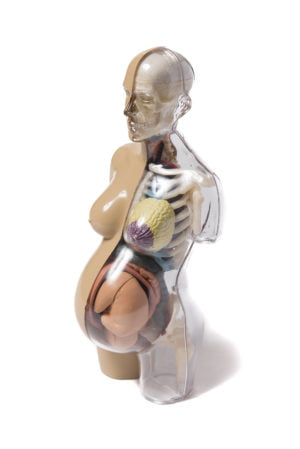 Thames & Kosmos Human Body Pregnancy Anatomy Model