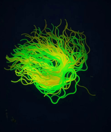 Playlearn Glow in Dark Wavy Glow Spaghetti Strings