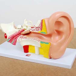 TickiT Human Ear