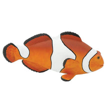 Safari Clown Anemonefish-S261829