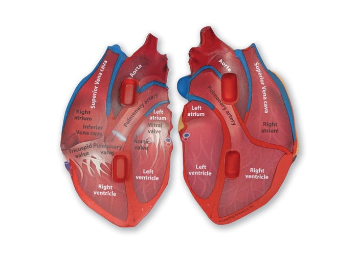 Learning Resources Cross-Section Human Heart Model