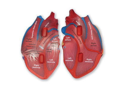 Learning Resources Cross-Section Human Heart Model