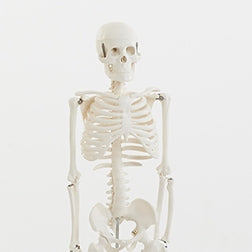 TickiT Half-Scale Skeleton