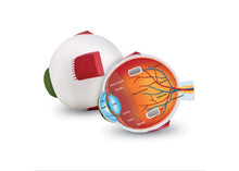Learning Resources Cross-Section Eye Model