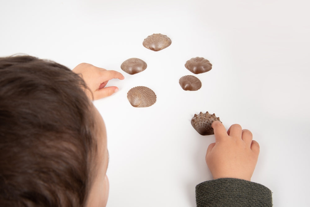 Edx Education Eco Friendly Tactile Shells