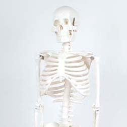 TickiT Half-Scale Skeleton