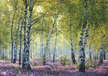 Ravensburger Birch Forest, 1000pc
