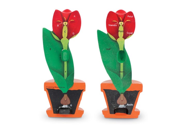 Learning Resources Cross-Section Flower Model