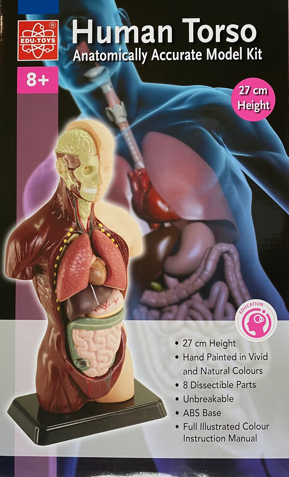 EDU-QI Human Torso Model Small