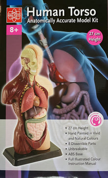 EDU-QI Human Torso Model Small