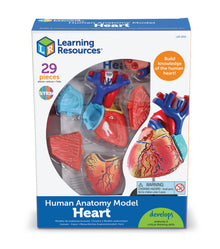 Learning Resources Heart Anatomy Model