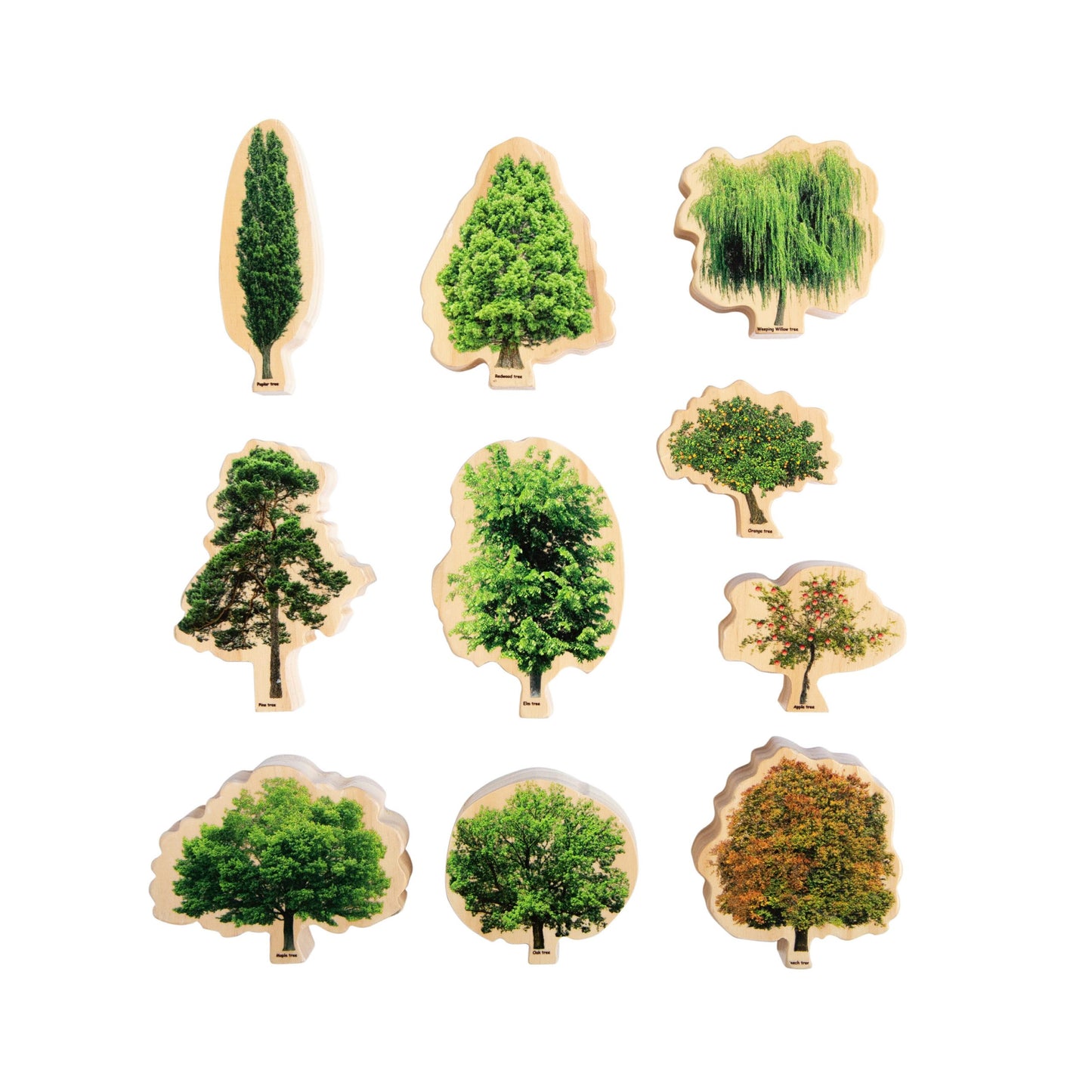 The Freckled Frog Seasons Trees
