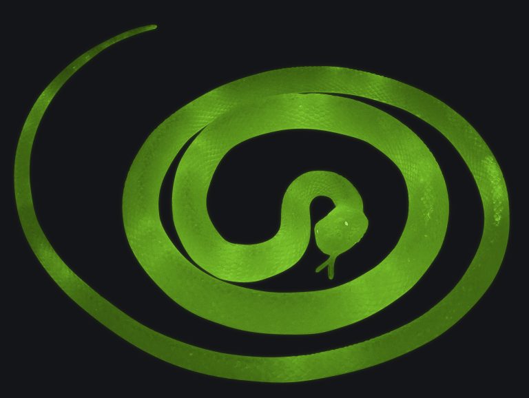 Playlearn Glow In Dark Snake