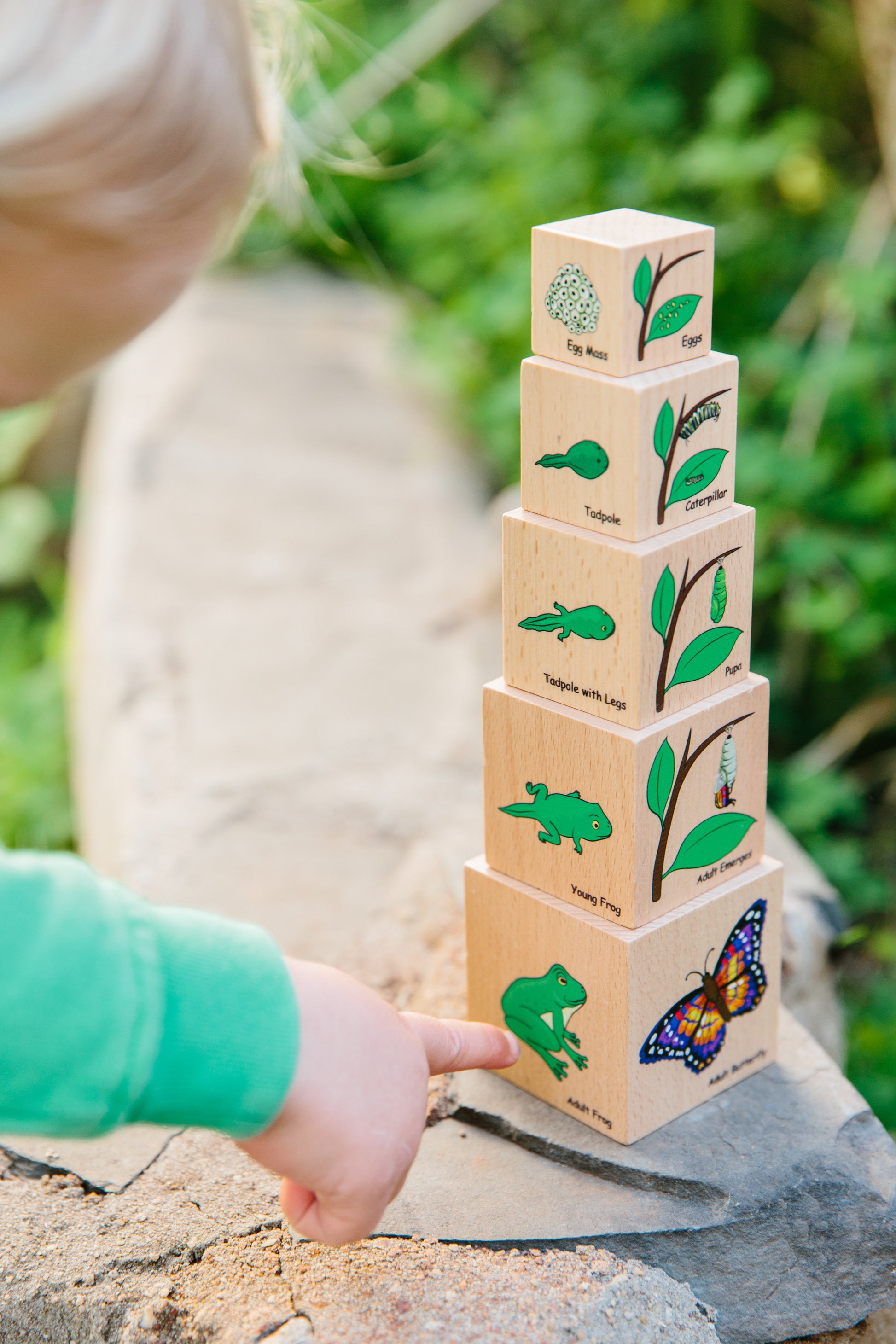 The Freckled Frog Life Cycle Wooden Blocks