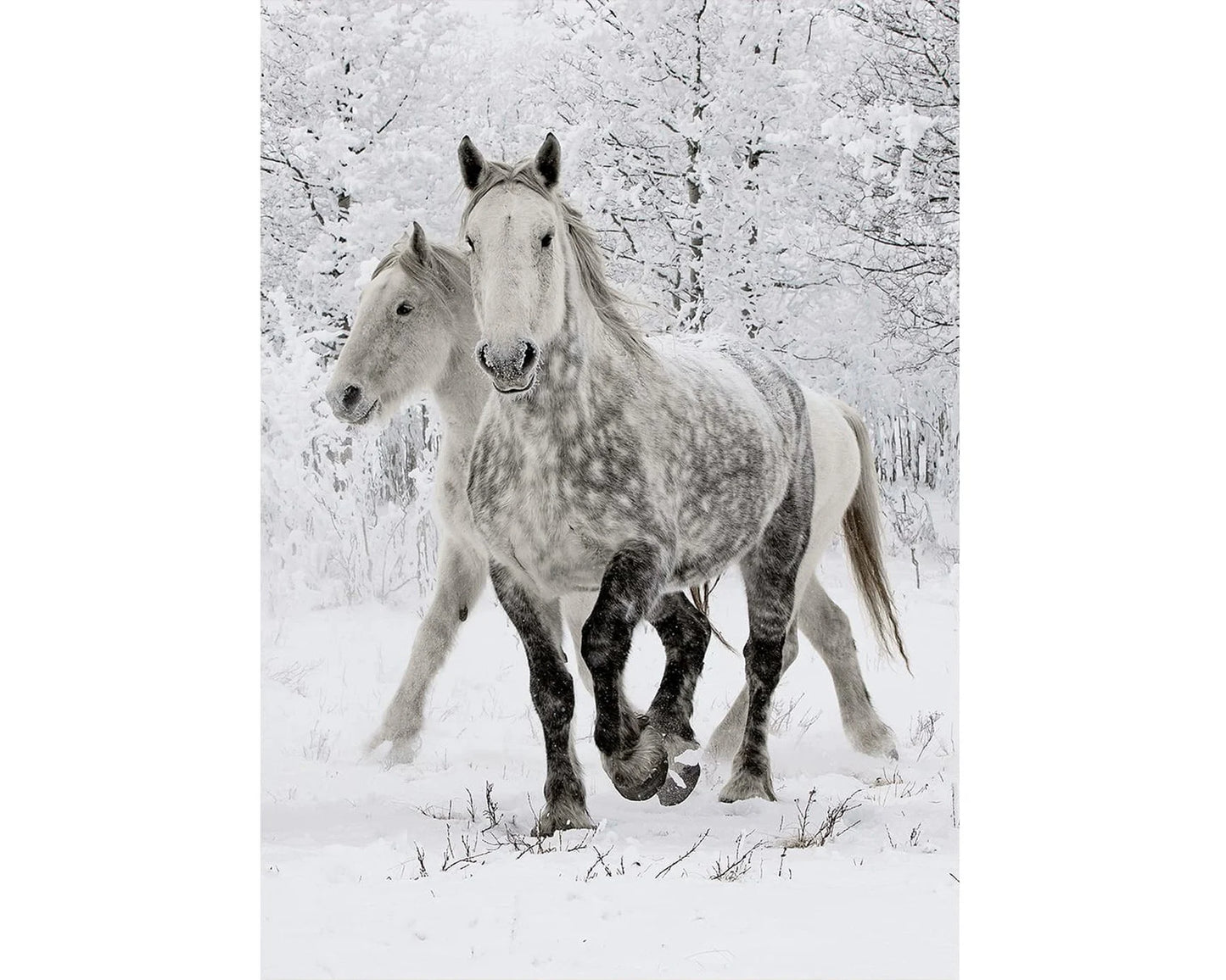 Wentworth Wooden Puzzles White Horses - Maxi 250 Pieces