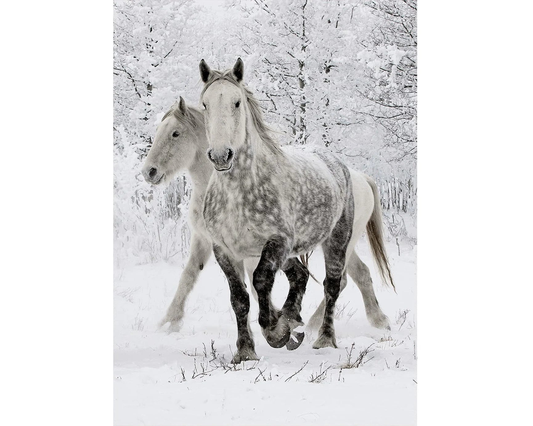 Wentworth Wooden Puzzles White Horses - Maxi 250 Pieces