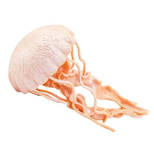 Safari Jellyfish