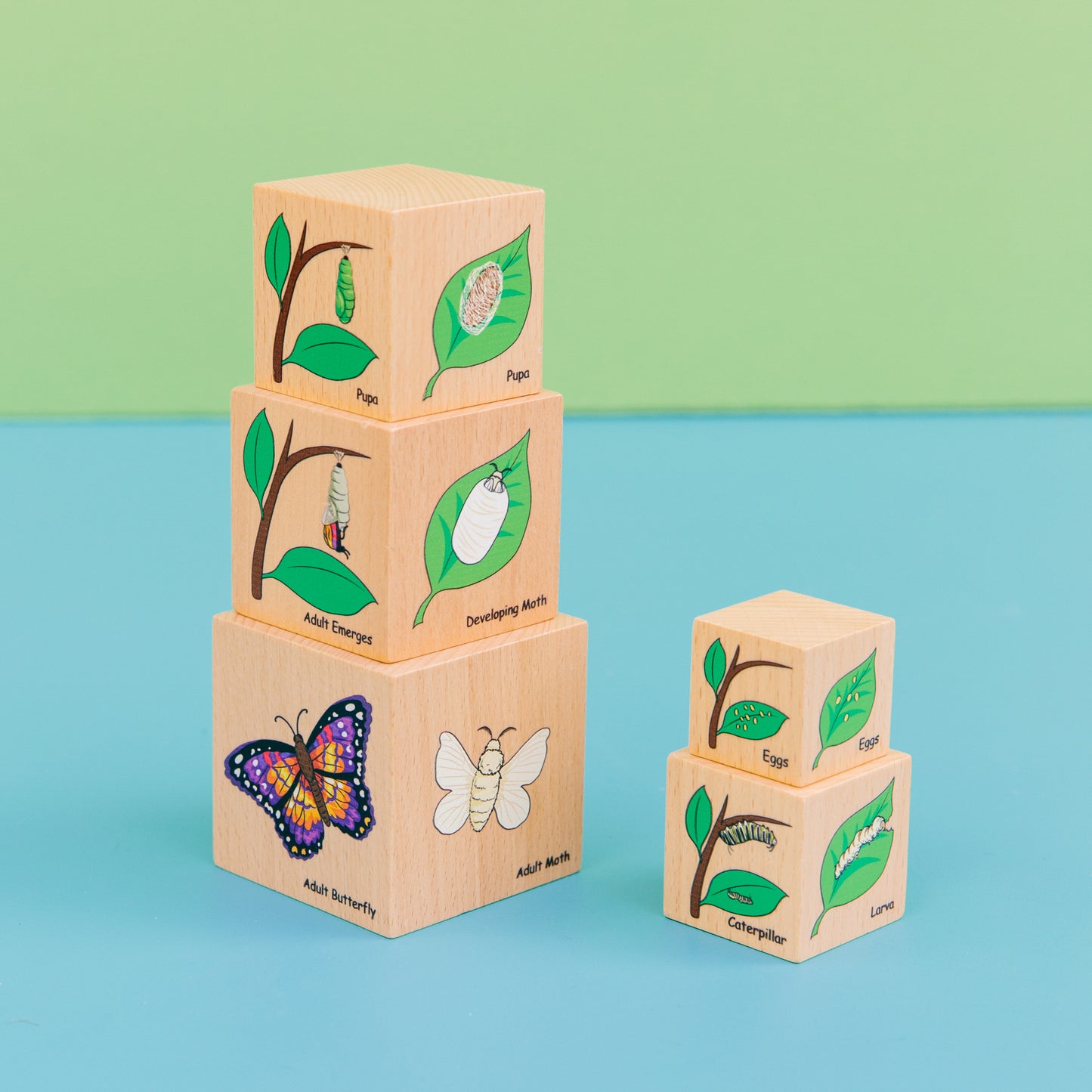 The Freckled Frog Life Cycle Wooden Blocks