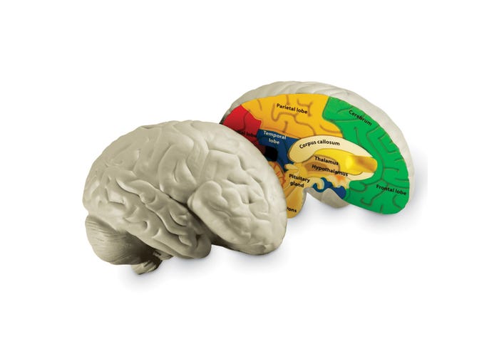 Learning Resources Cross-Section Human Brain Model